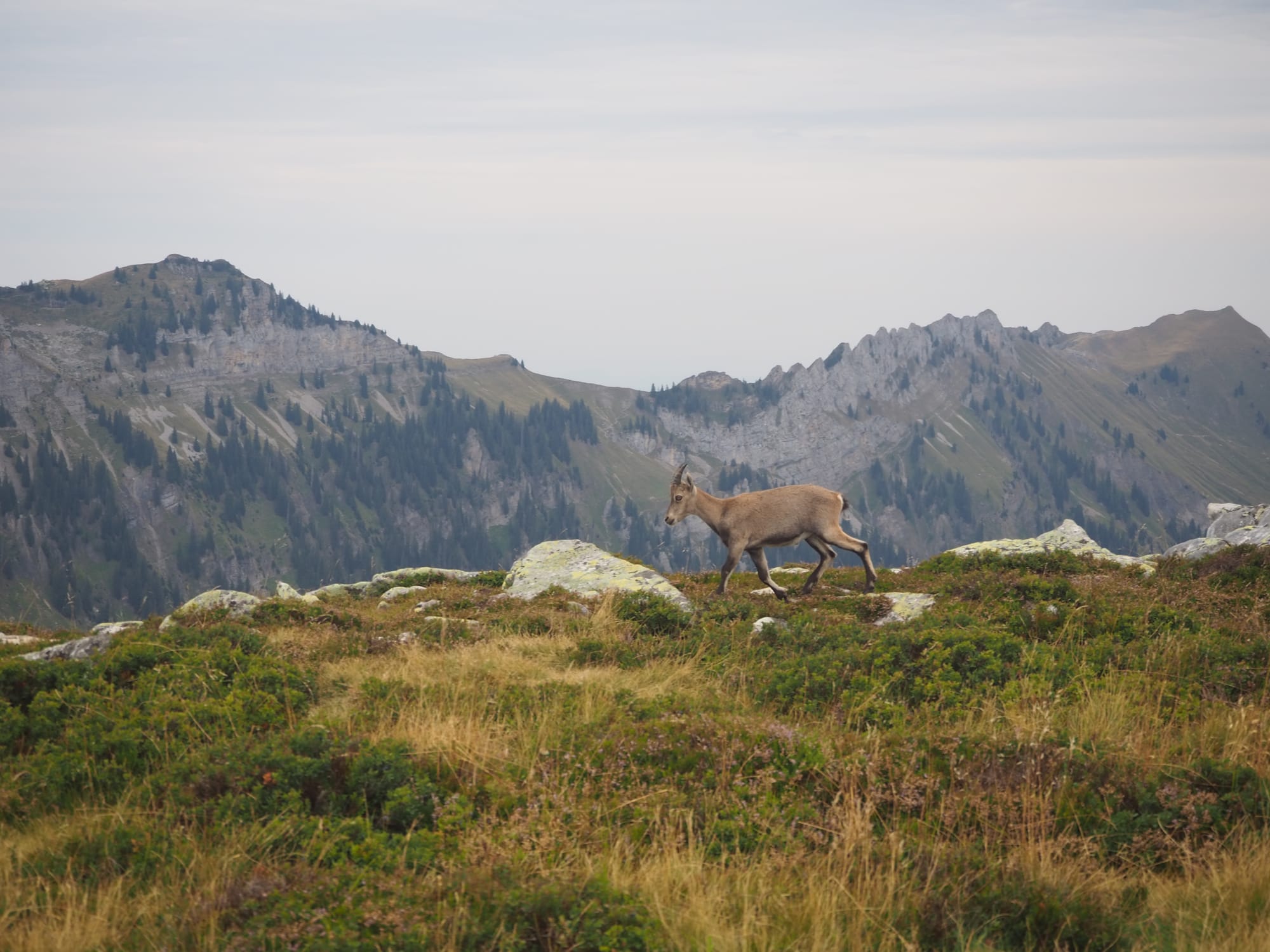 Niederhorn Berglauf